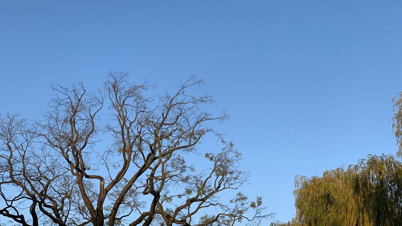 Sophora Tree at Hamburg's Alster Lake